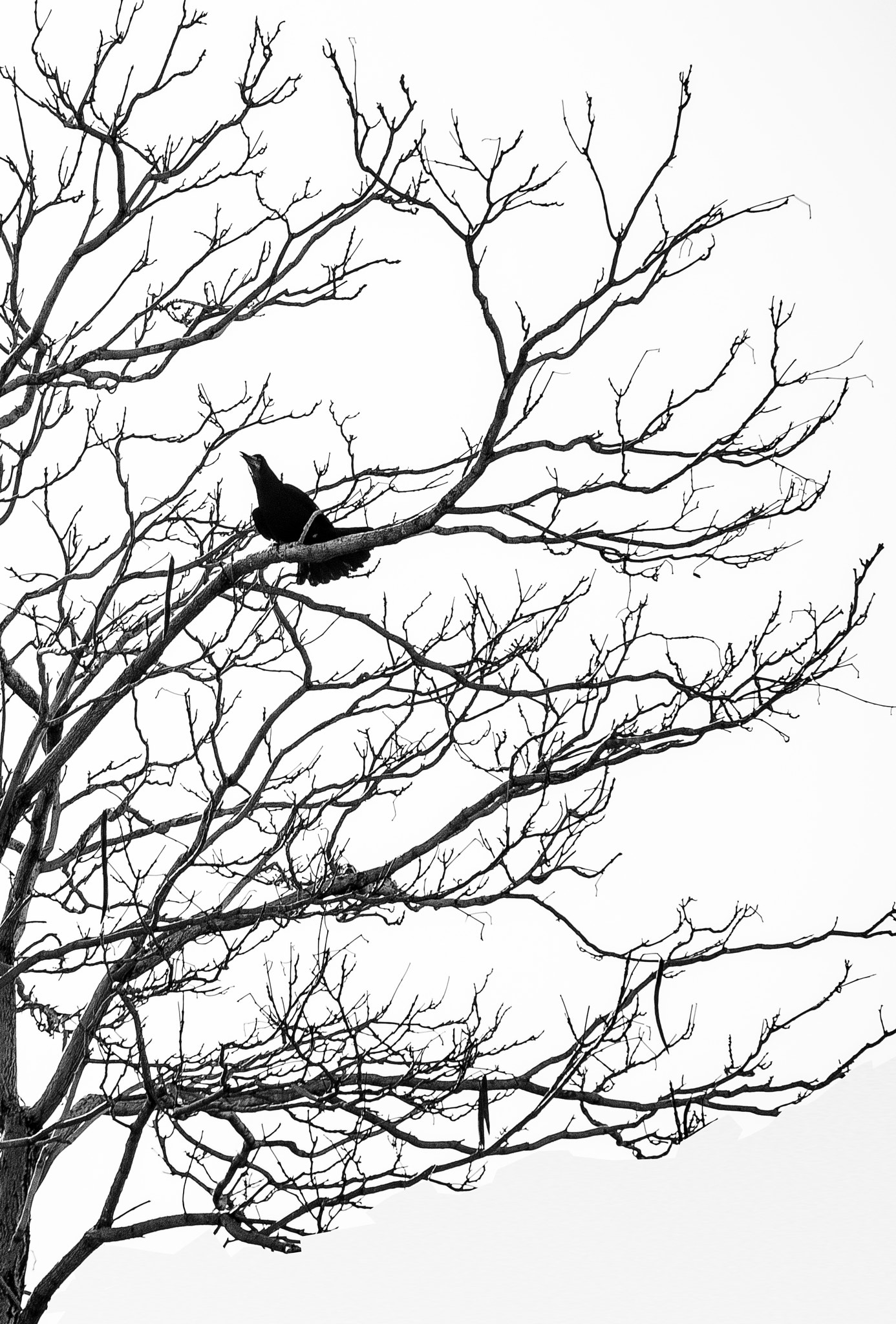 Nikon D3200 sample photo. Alone crow photography
