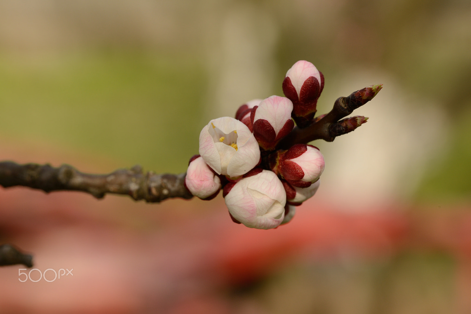 Nikon D800 sample photo. Spring in the garden photography