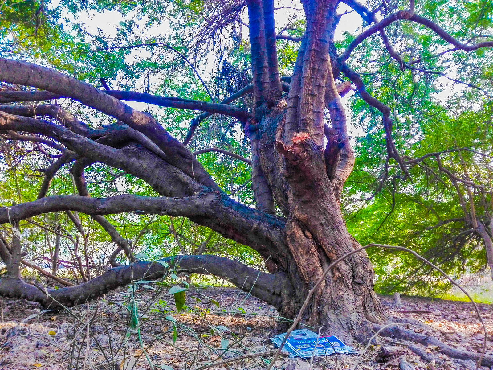 HUAWEI CHM-U01 sample photo. Beautiful old tree photography