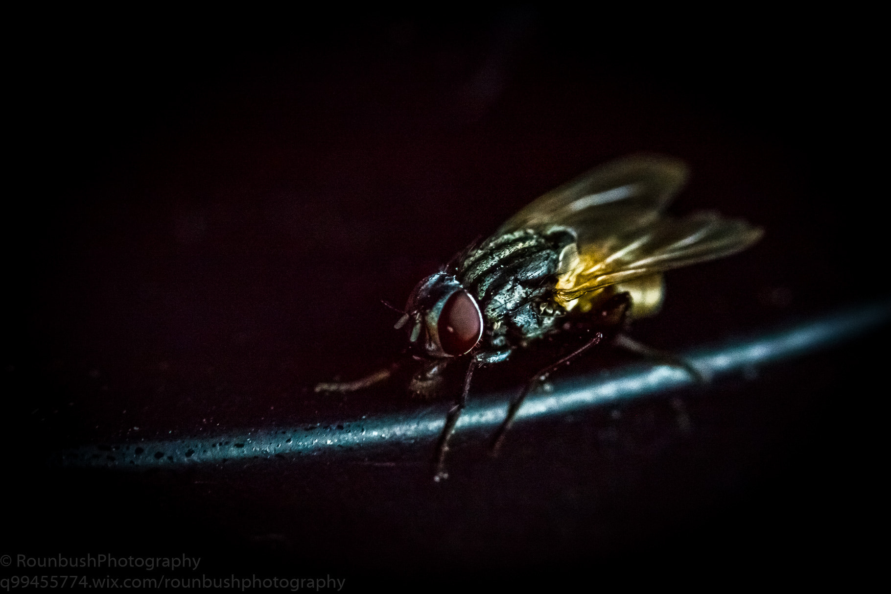 Canon EOS 550D (EOS Rebel T2i / EOS Kiss X4) + Canon EF-S 60mm F2.8 Macro USM sample photo. Thirsty fly photography