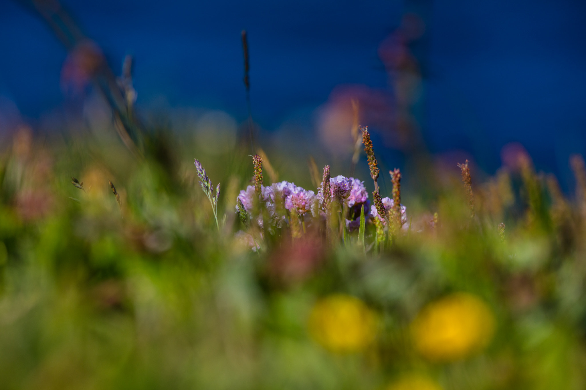 Canon EF 300mm F2.8L IS II USM sample photo. Island tag photography