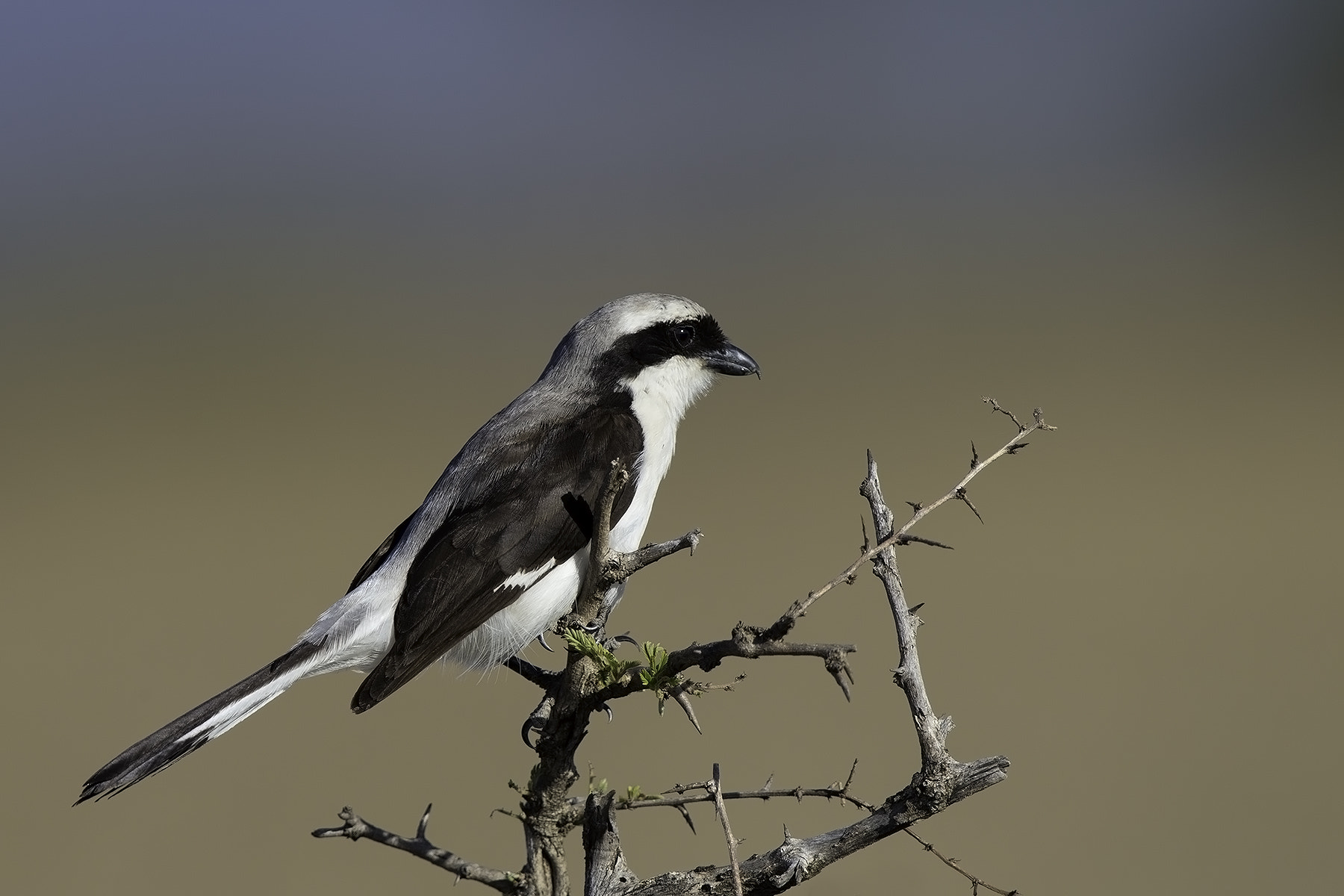 Canon EF 600mm F4L IS II USM sample photo. Shrike photography