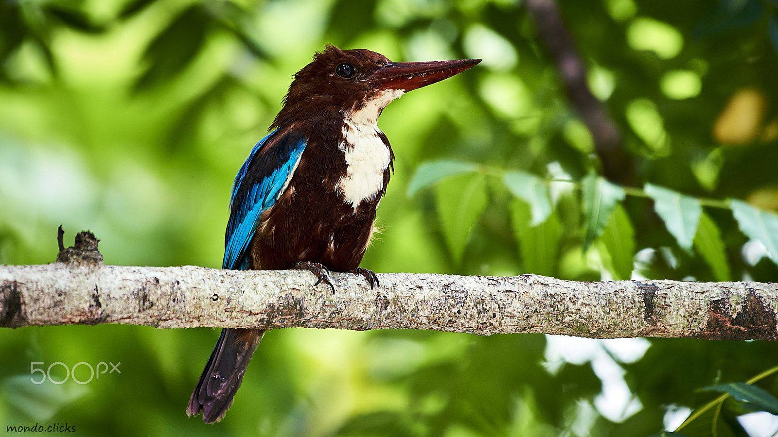 Nikon AF-S Nikkor 200-500mm F5.6E ED VR sample photo. White-throated kingfisher photography