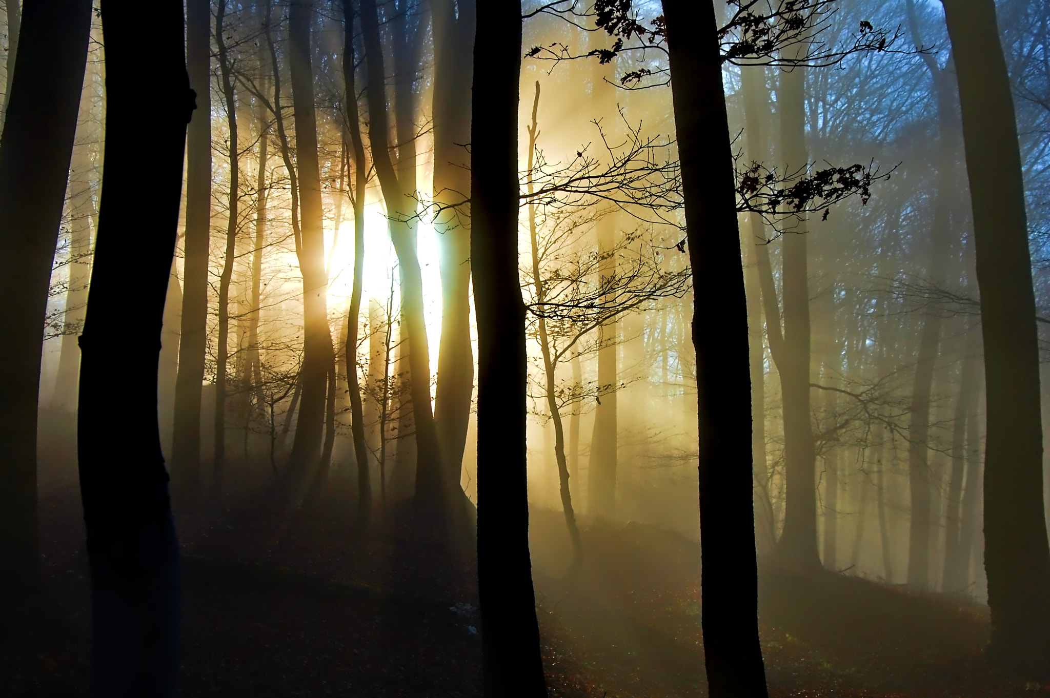 Nikon D40 sample photo. The sun and the forest photography