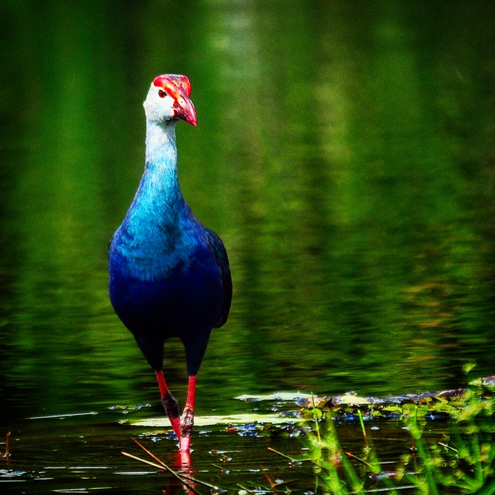 Nikon D300S sample photo. Water fowl, vigilant! photography