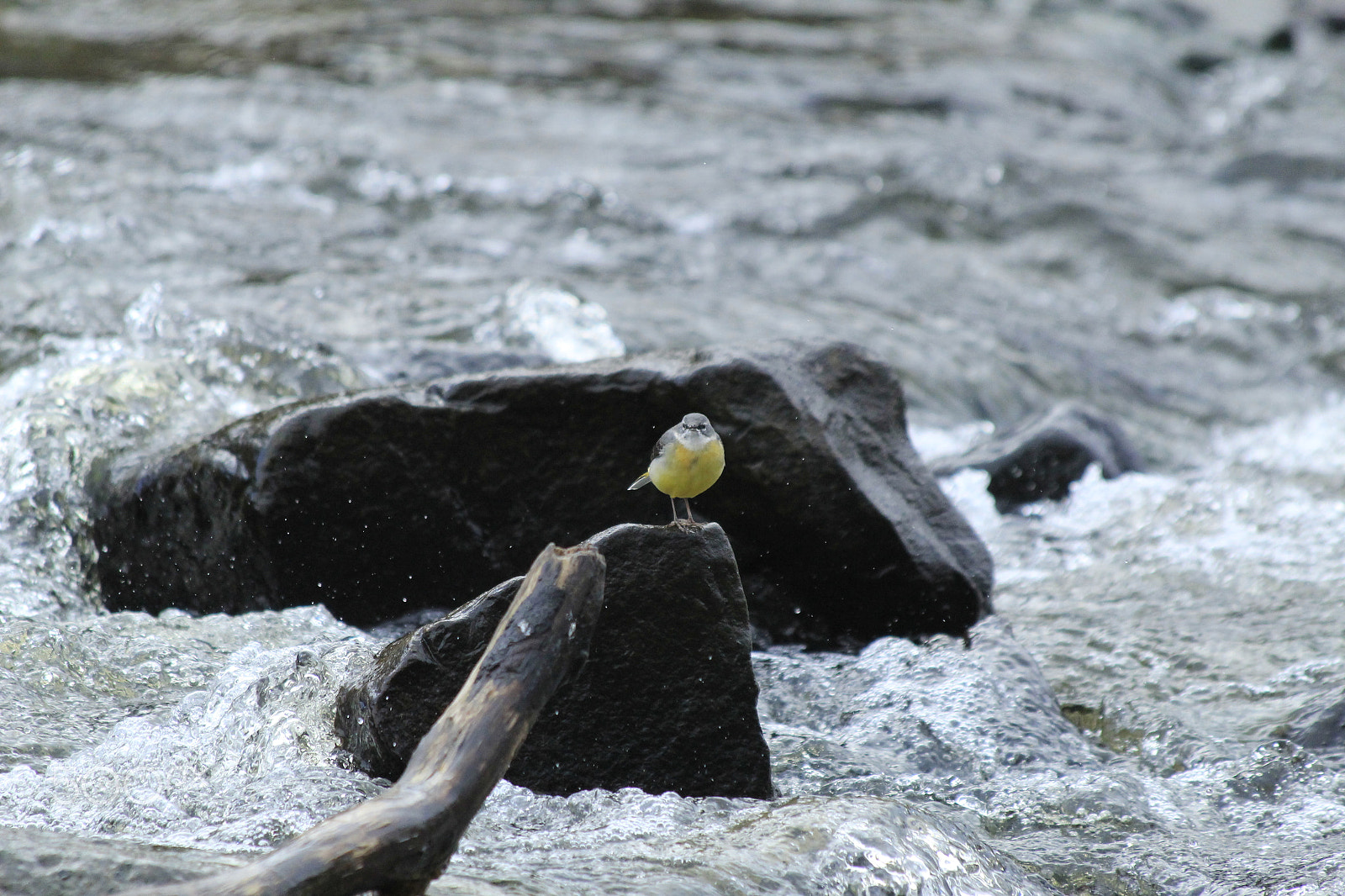 Canon EF 70-300mm F4-5.6 IS USM sample photo. Little pretty bird photography