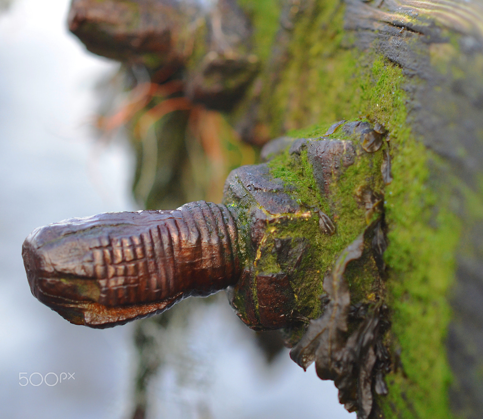 Nikon AF-S Micro-Nikkor 60mm F2.8G ED sample photo. The rusty bolt photography
