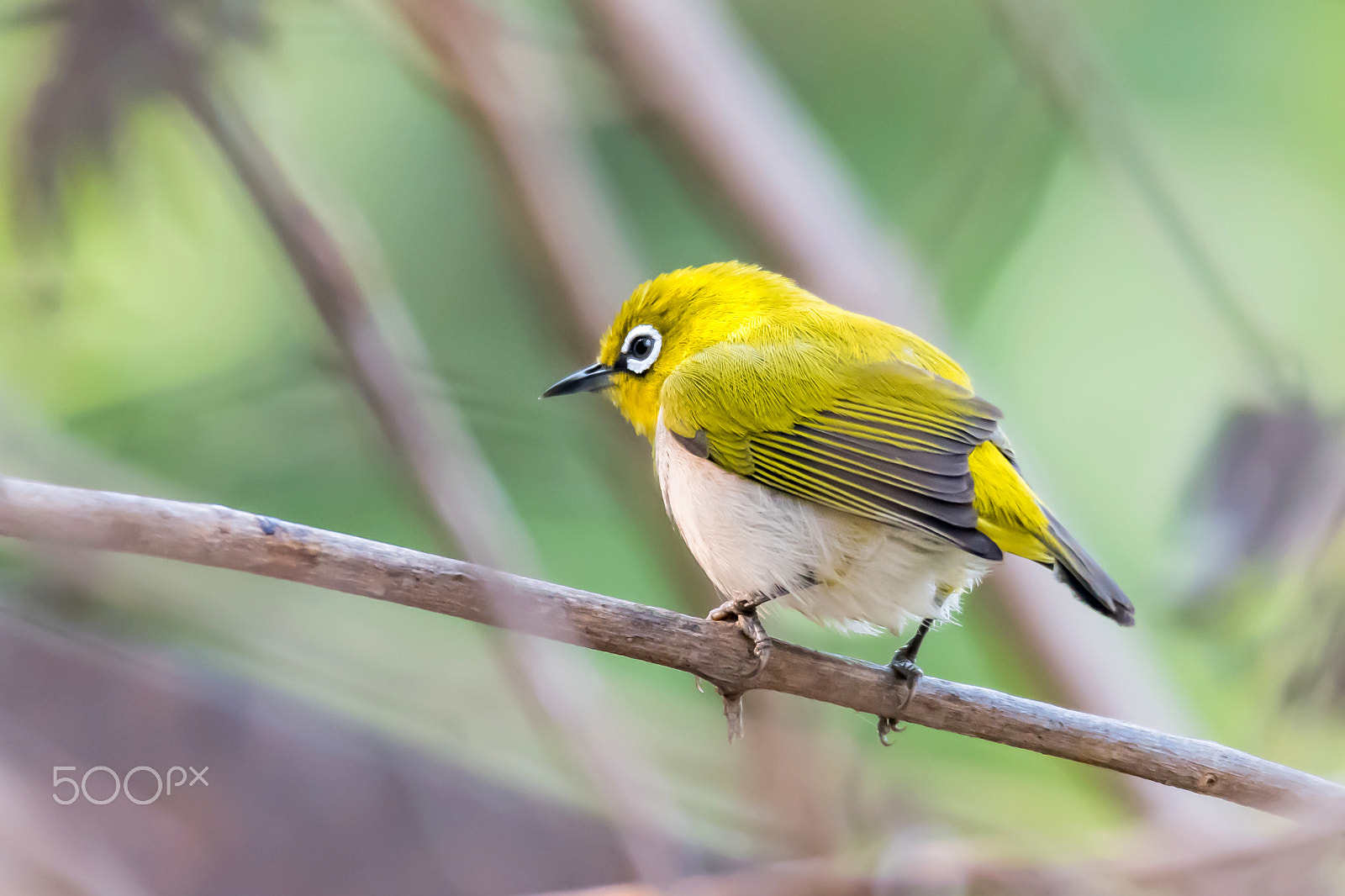 Nikon D500 + Sigma 50mm F2.8 EX DG Macro sample photo. Little beauty (oriental white eye) photography