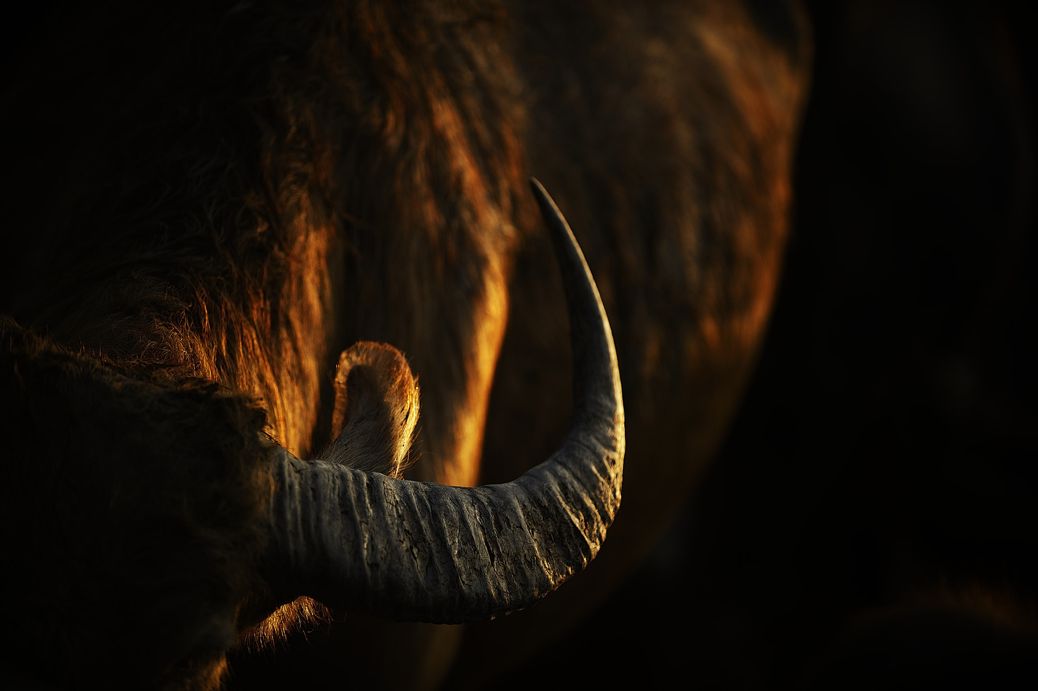 Nikon D3 sample photo. Horn photography