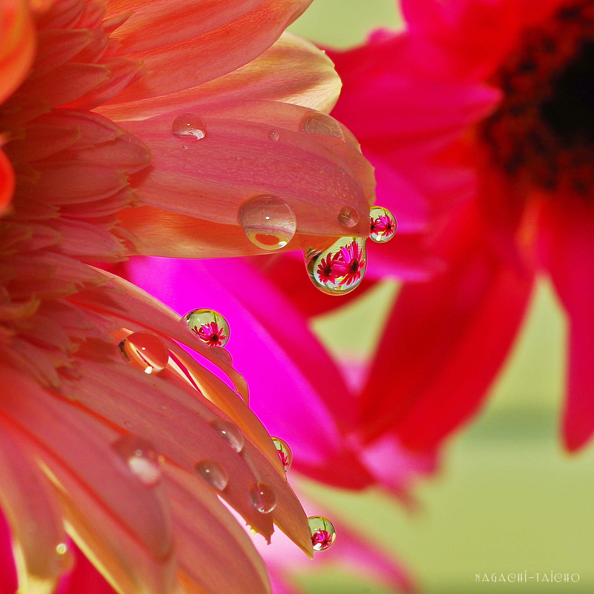 Pentax K-01 sample photo. Gerbera and drops photography