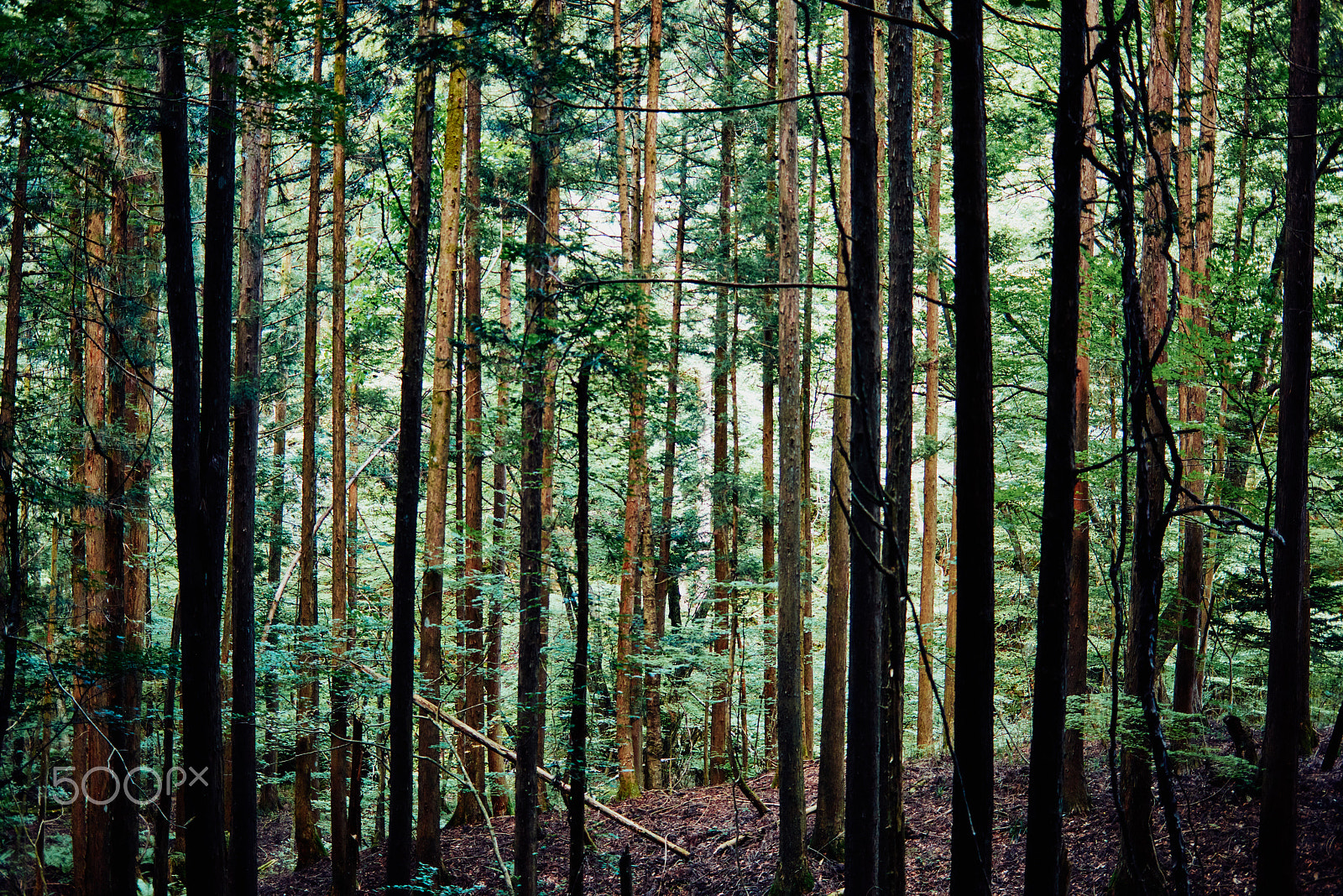 Nikon D810 sample photo. Forest photography