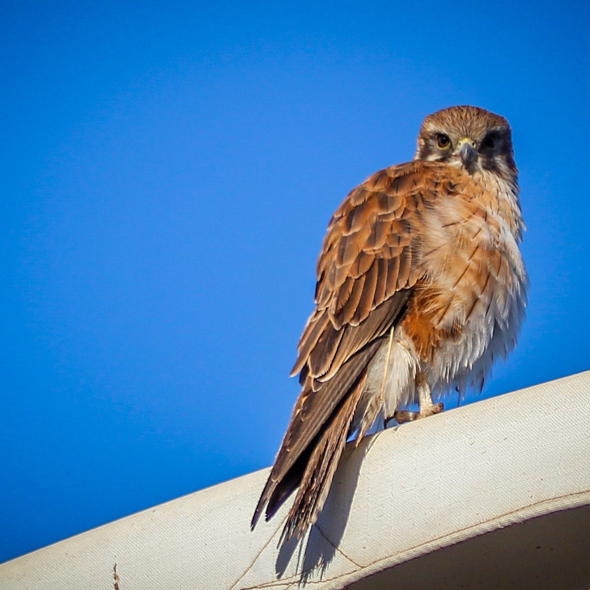 Canon EOS 550D (EOS Rebel T2i / EOS Kiss X4) sample photo. Overwatch photography