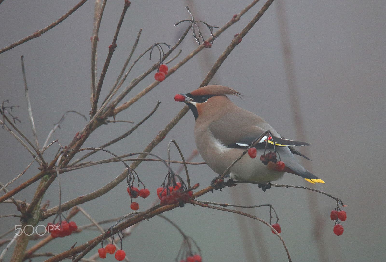 Sigma 150-600mm F5-6.3 DG OS HSM | S sample photo. Pestvogel photography