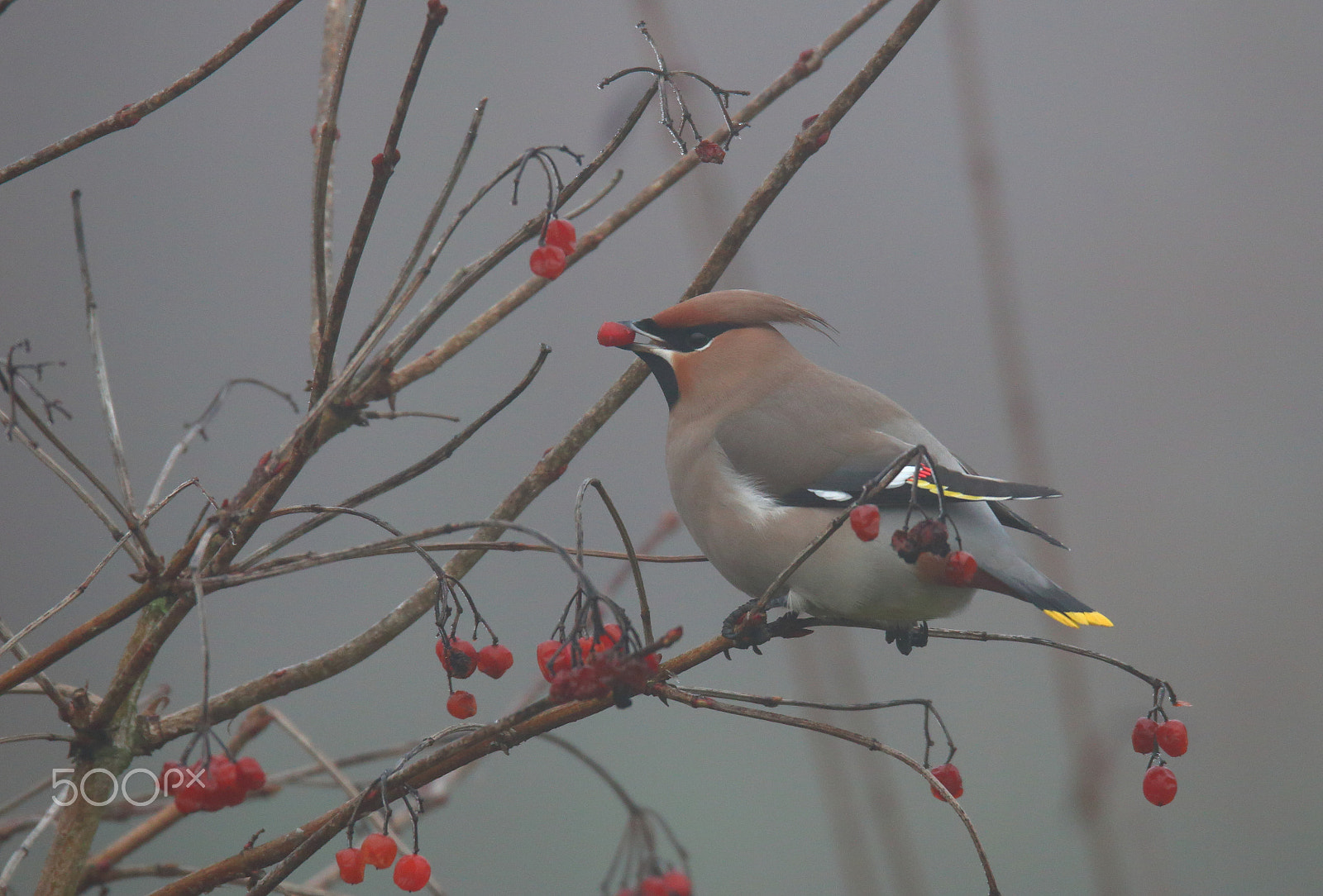 Canon EOS 70D + Sigma 150-600mm F5-6.3 DG OS HSM | S sample photo. Pestvogel photography