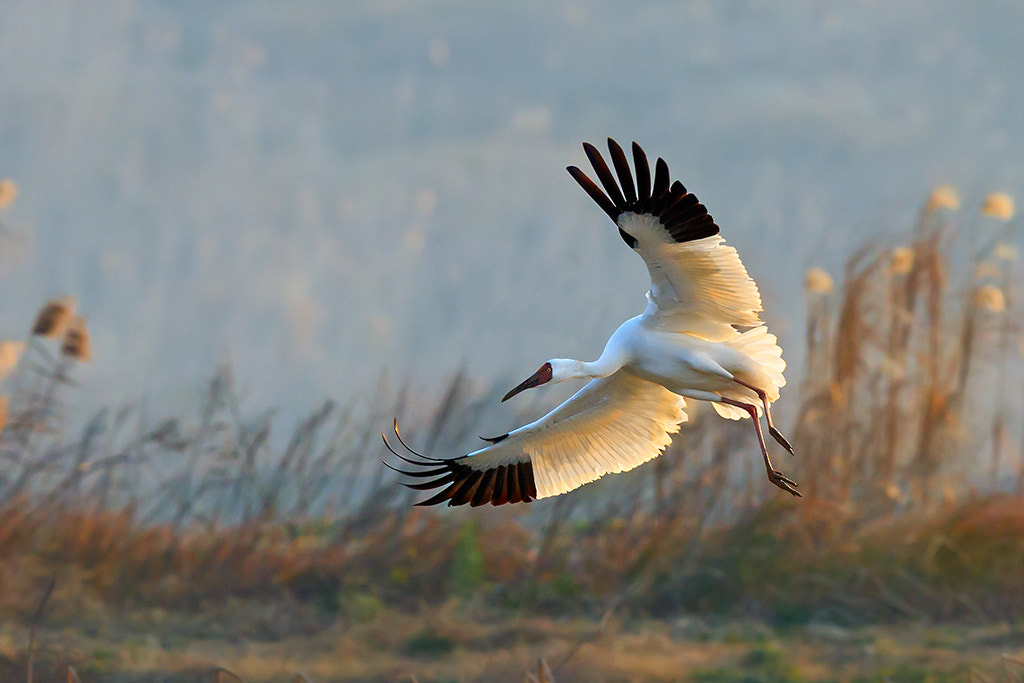 Canon EF 600mm F4L IS II USM sample photo