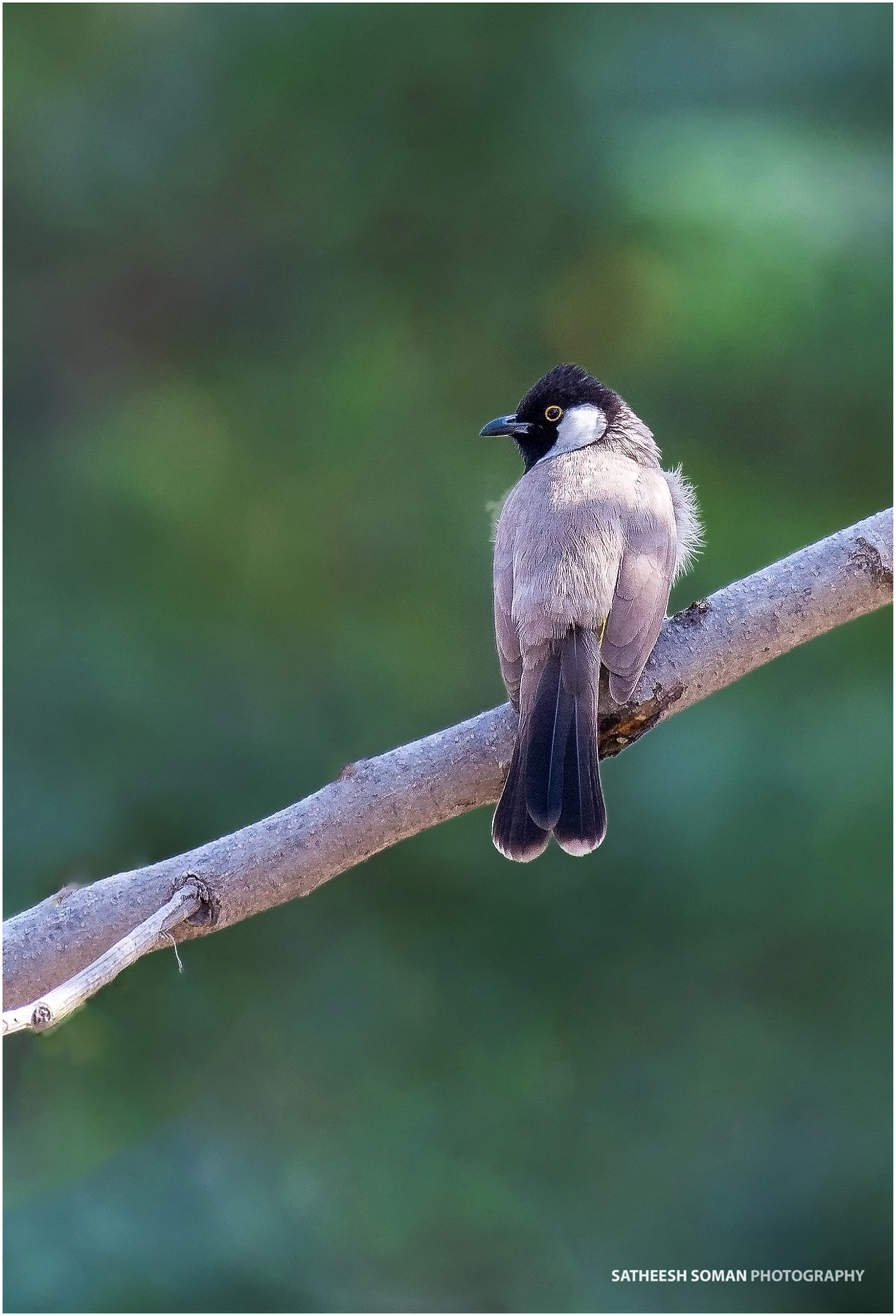 Nikon AF-S Nikkor 200-500mm F5.6E ED VR sample photo