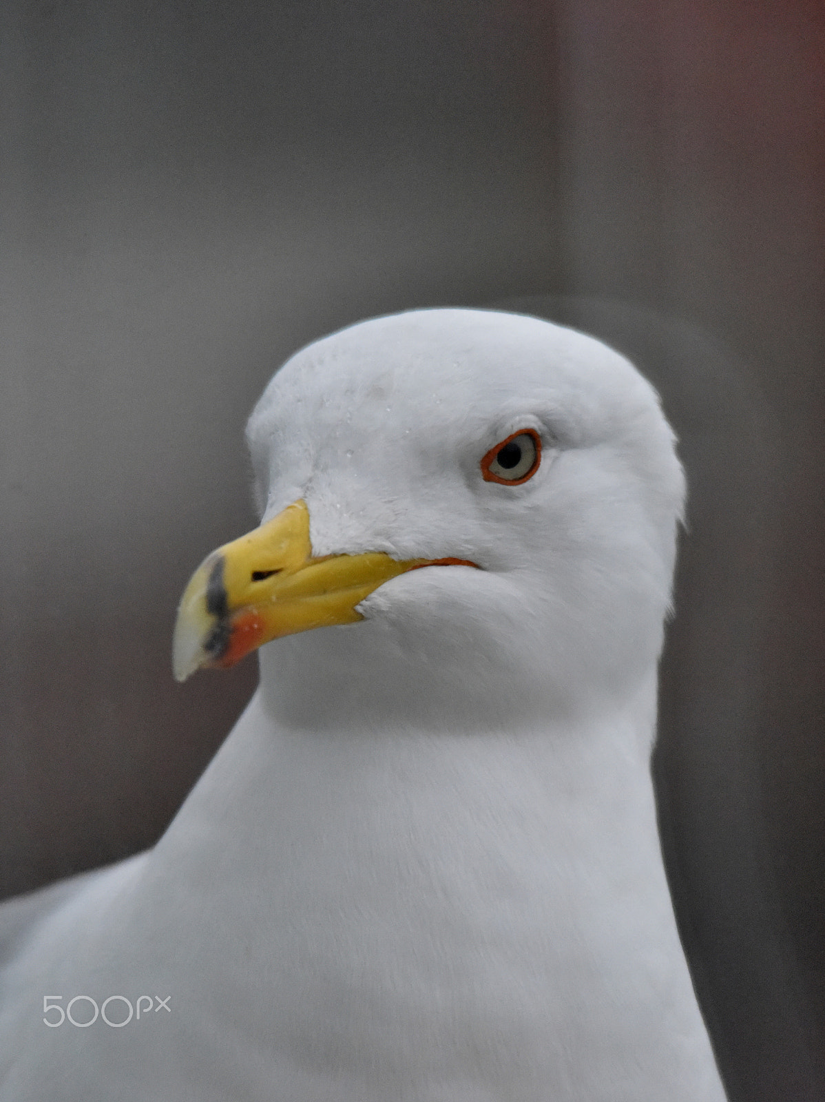 Sigma 150-500mm F5-6.3 DG OS HSM sample photo. Seagull photography