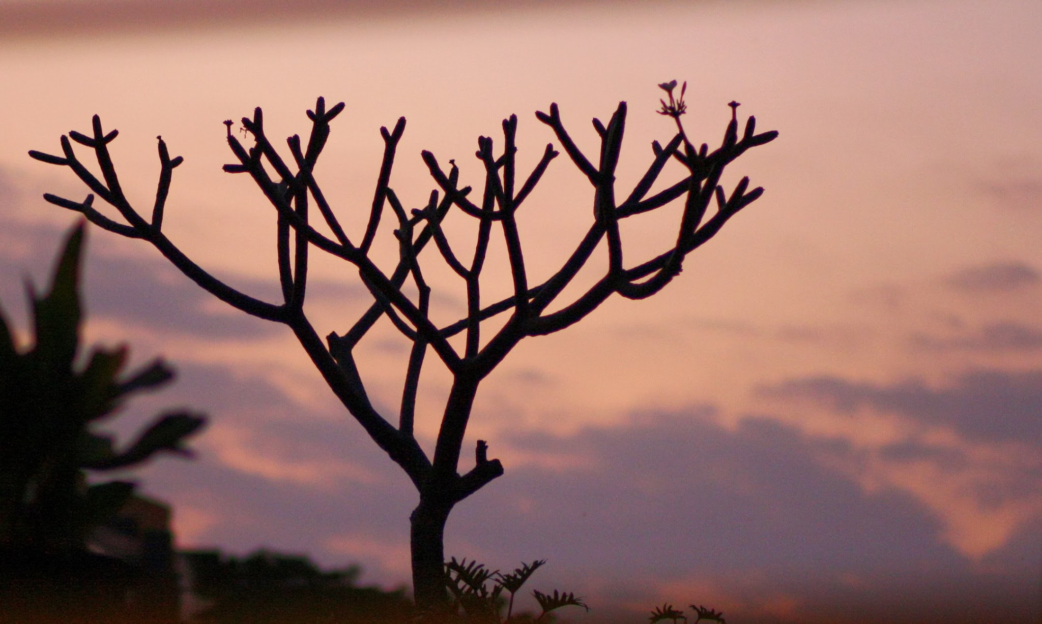 Canon EOS 1000D (EOS Digital Rebel XS / EOS Kiss F) sample photo. And lonely stands life.... photography