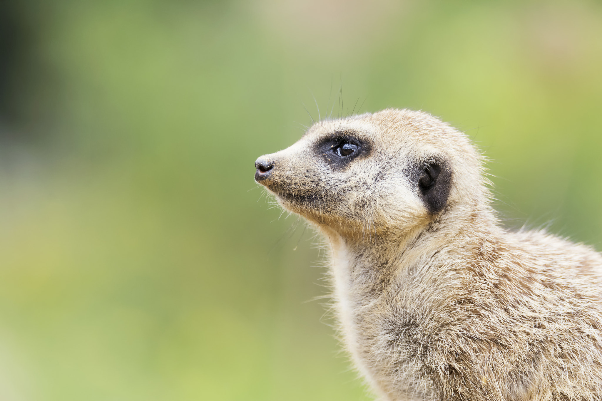 Sigma 150-600mm F5-6.3 DG OS HSM | S sample photo. Meerkat on guard photography