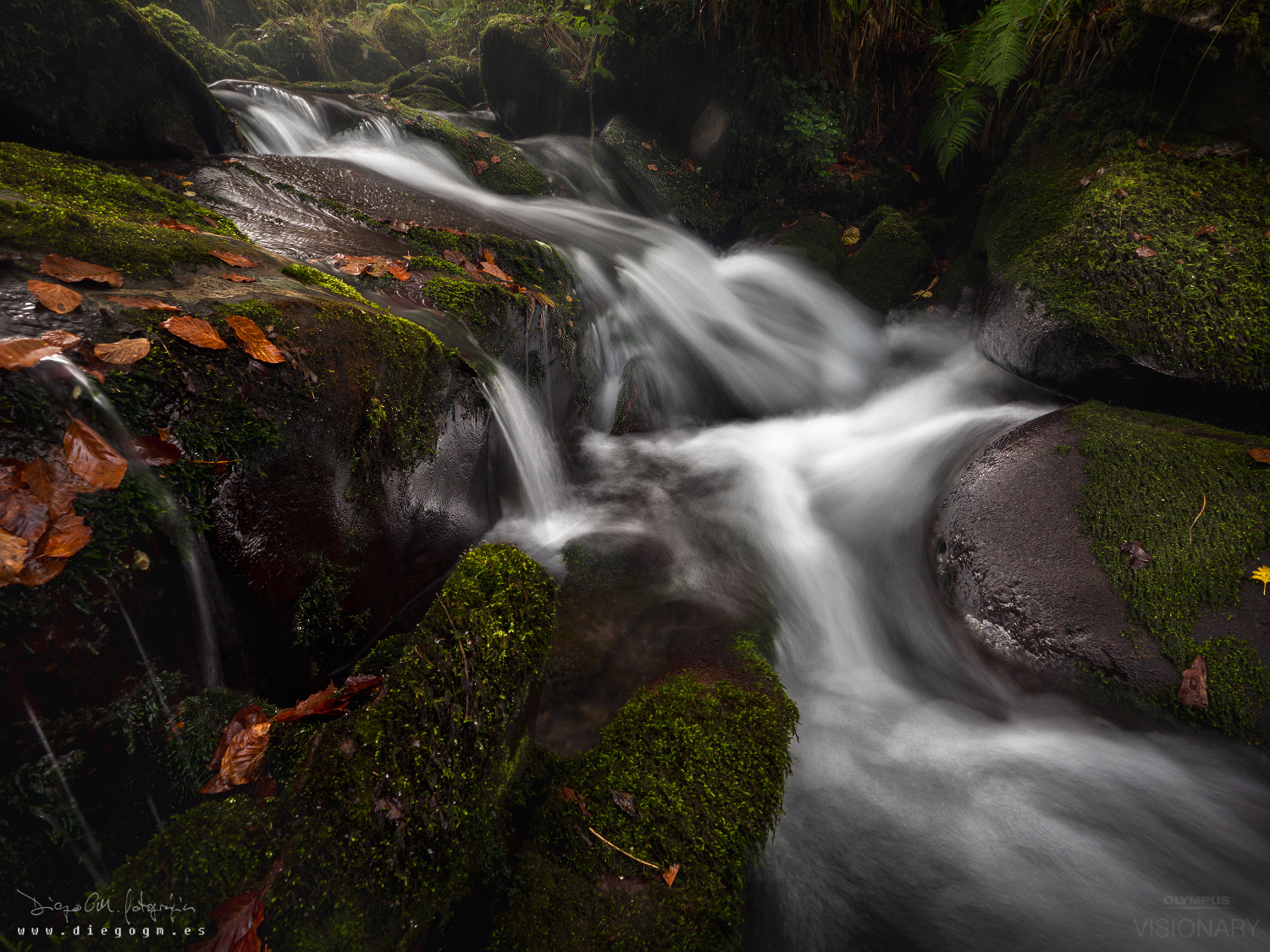 OLYMPUS M.9-18mm F4.0-5.6 sample photo. In the depths of the forest ii photography