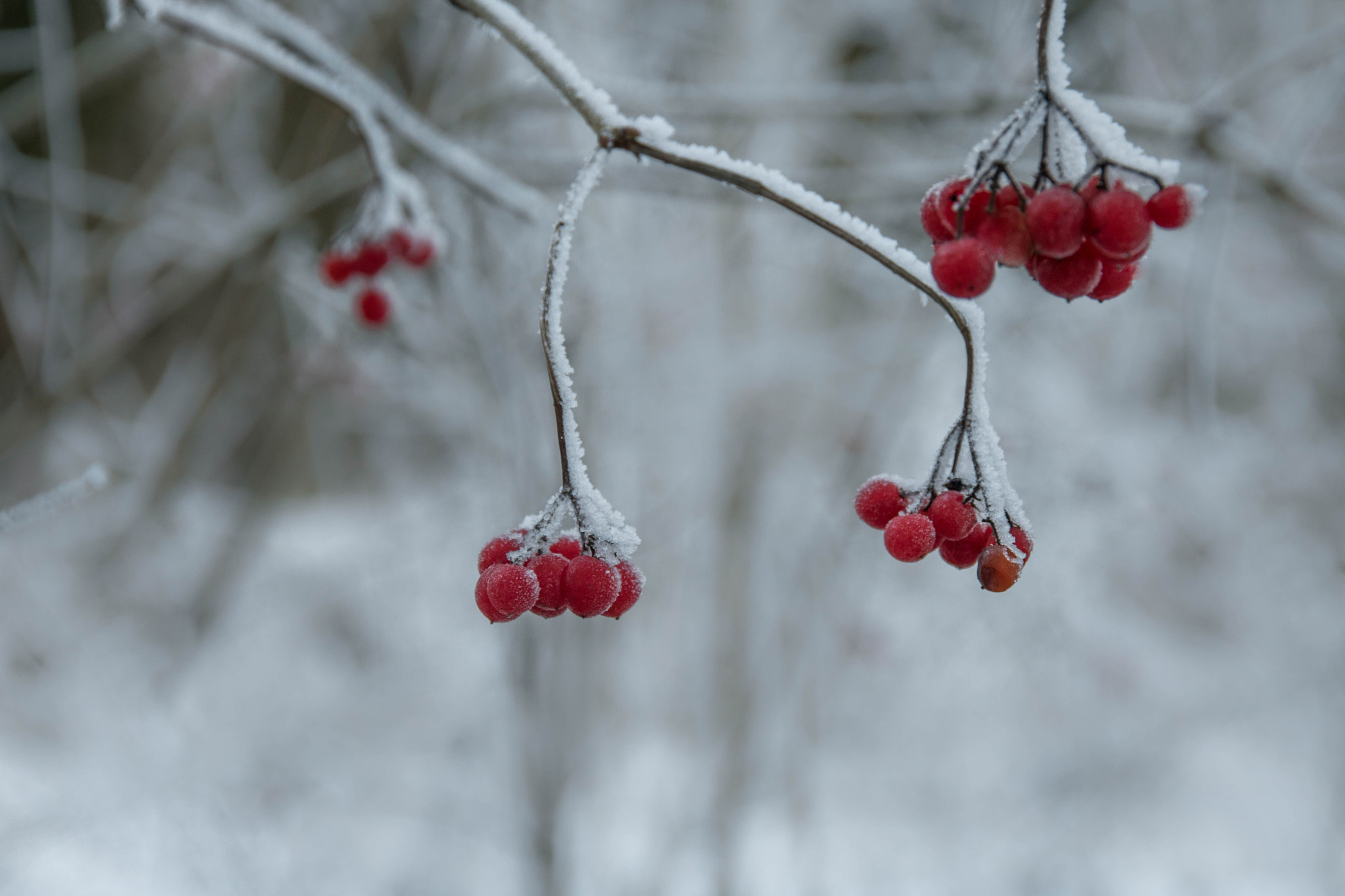 Canon EOS 760D (EOS Rebel T6s / EOS 8000D) sample photo. Despite the cold photography