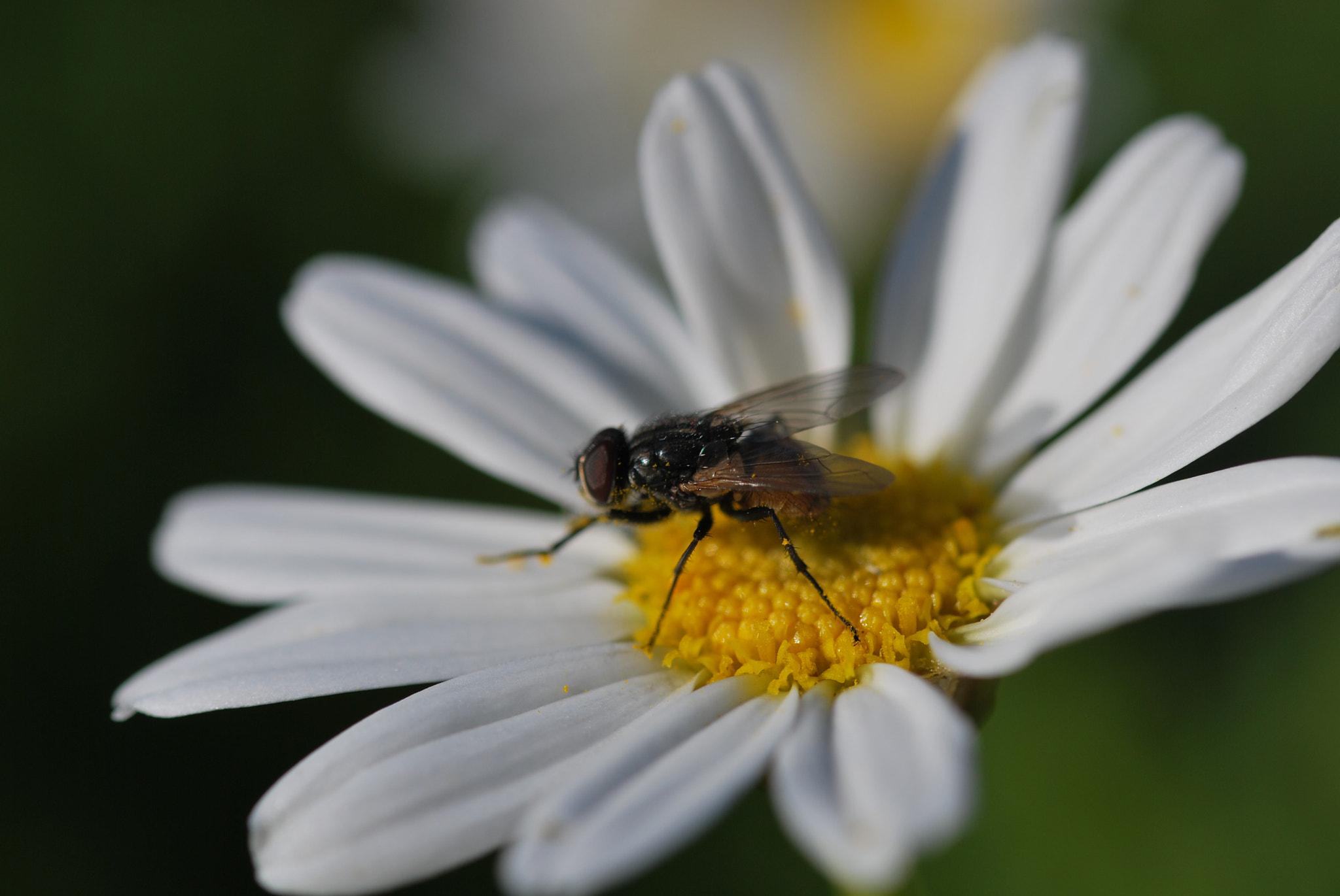 Sigma 105mm F2.8 EX DG OS HSM sample photo. Margarita i photography