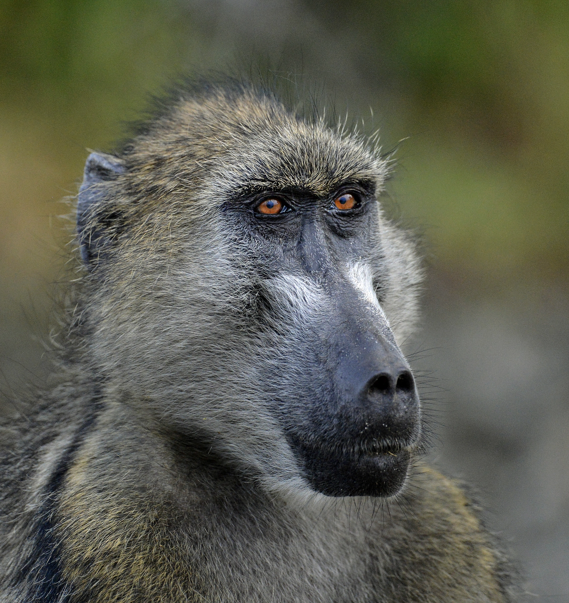 Nikon D4 + Nikon AF-S Nikkor 600mm F4G ED VR sample photo. Sometimes i just sits and thinks photography