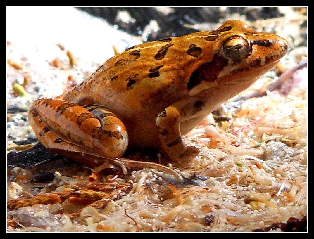 Nikon Coolpix S6200 sample photo. Froggie photography