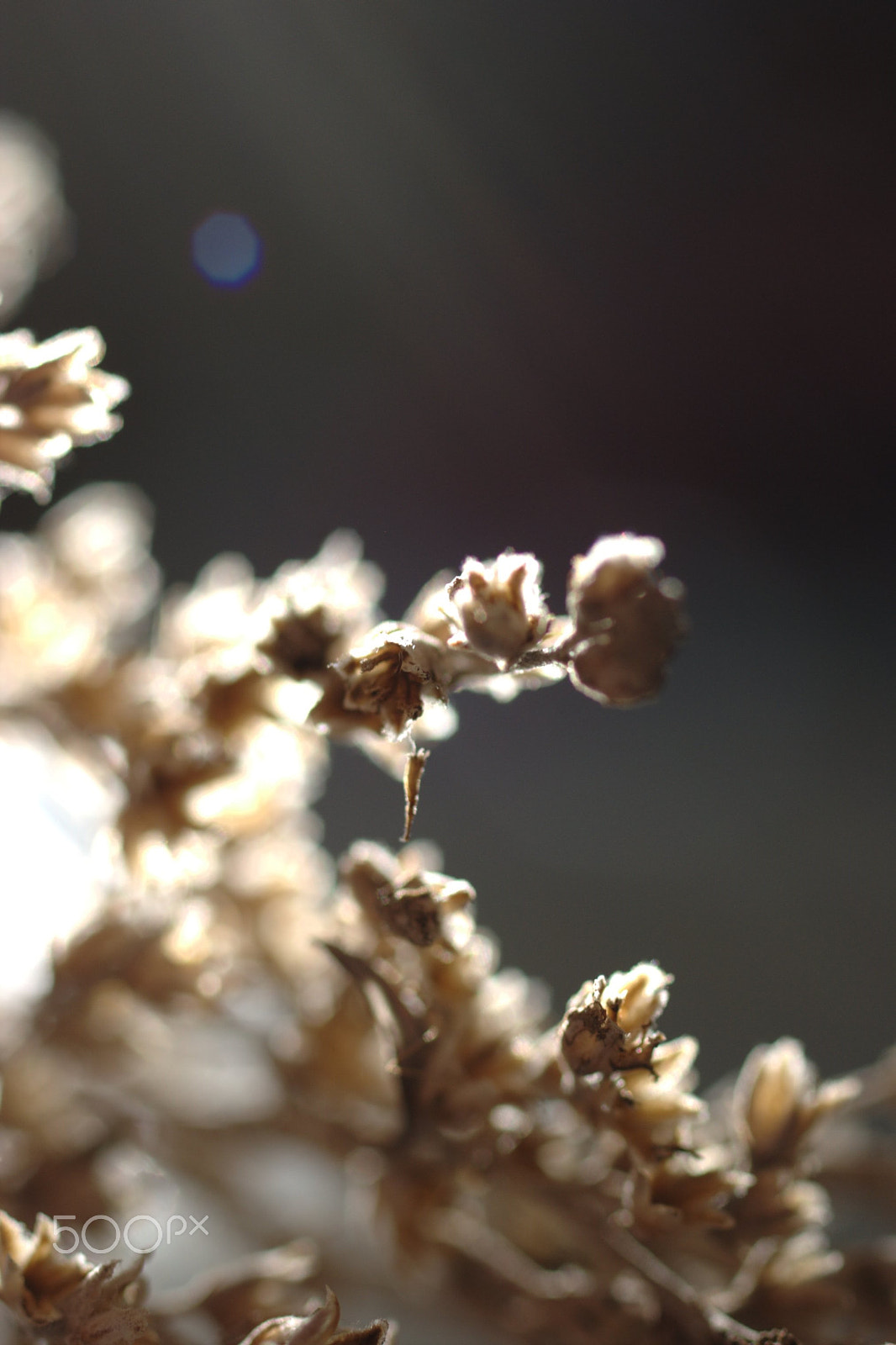 Pentax K100D + Pentax smc D-FA 50mm F2.8 Macro sample photo. Peace photography