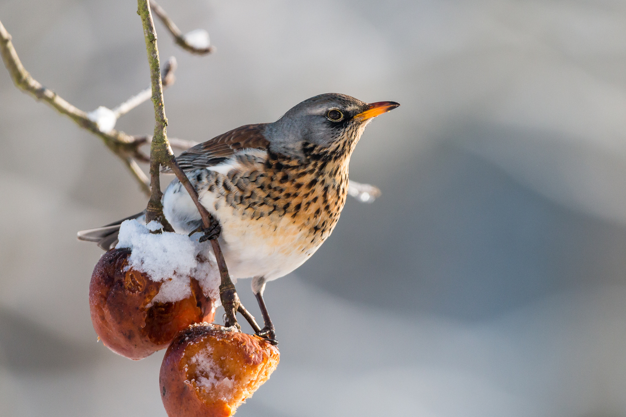 150-600mm F5-6.3 DG OS HSM | Contemporary 015 sample photo. Fieldfare photography