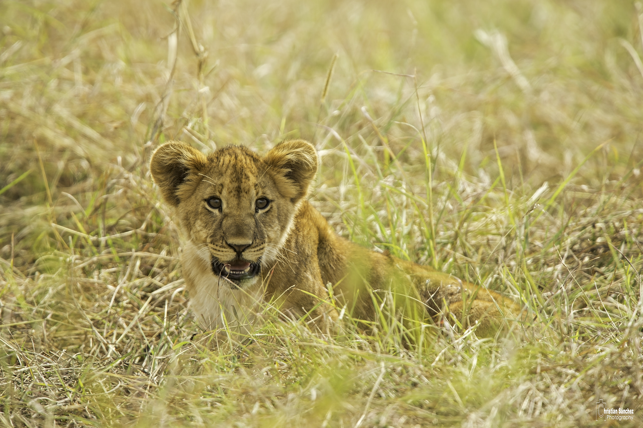 Nikon D4 sample photo. Lion  león  (panthera leo) photography
