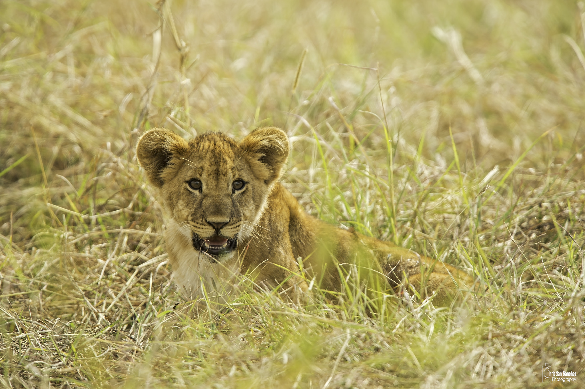 Nikon AF-S Nikkor 400mm F2.8G ED VR II sample photo. Lion  león  (panthera leo) photography