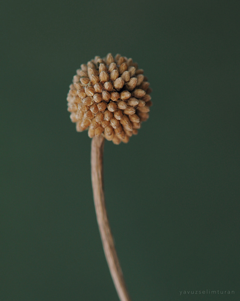 Nikon AF-S Micro-Nikkor 105mm F2.8G IF-ED VR sample photo. Nature photography