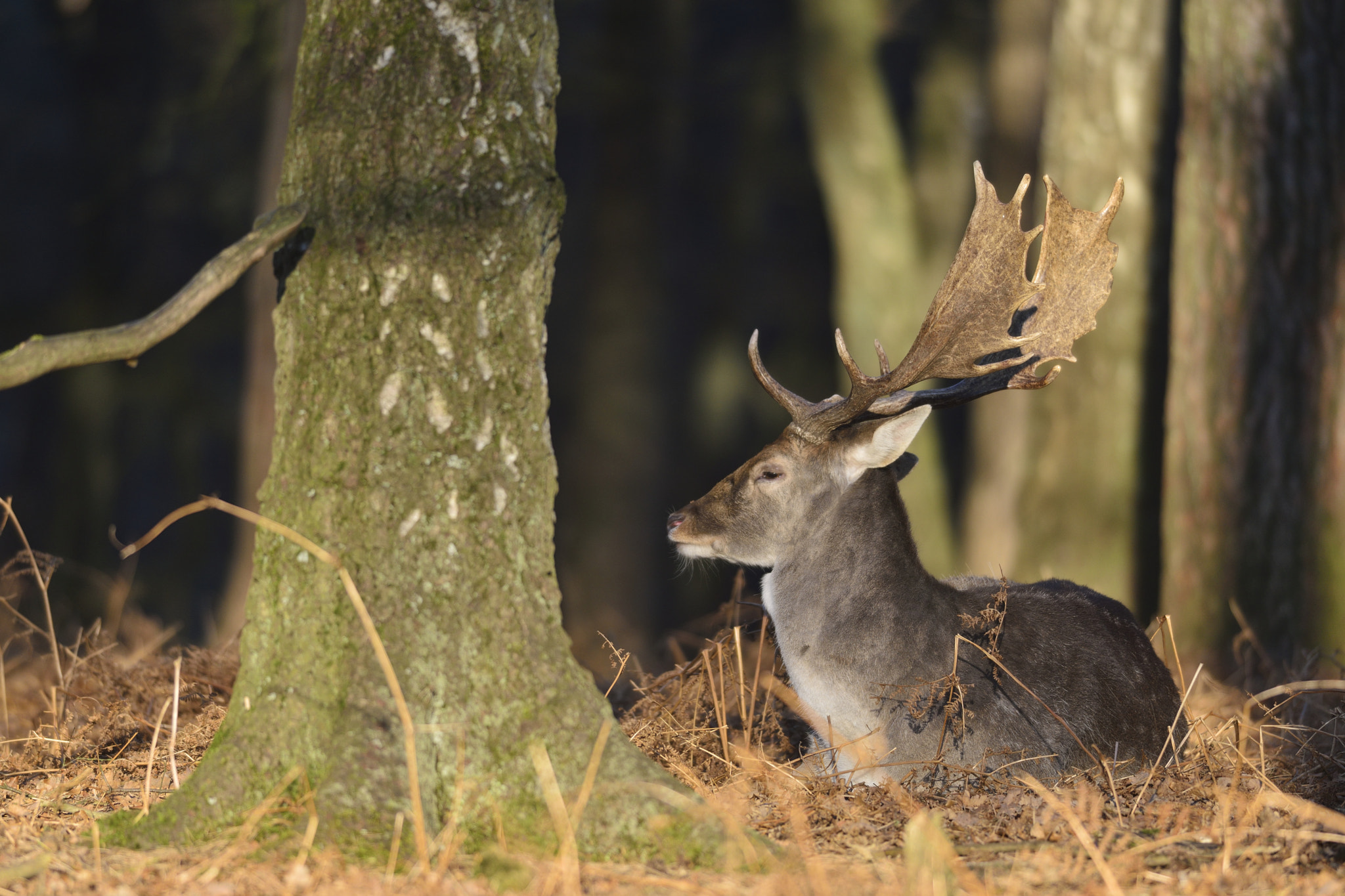 Nikon D800 + Nikon AF-S Nikkor 300mm F4D ED-IF sample photo. Fallow deer photography