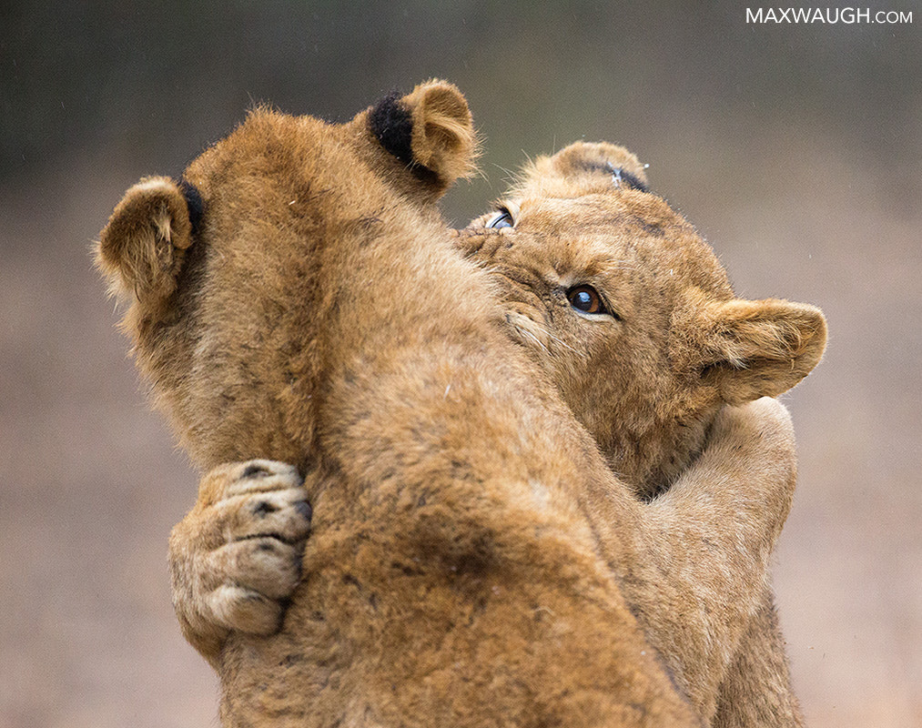 Canon EF 600mm F4L IS II USM sample photo. Lion cubs photography