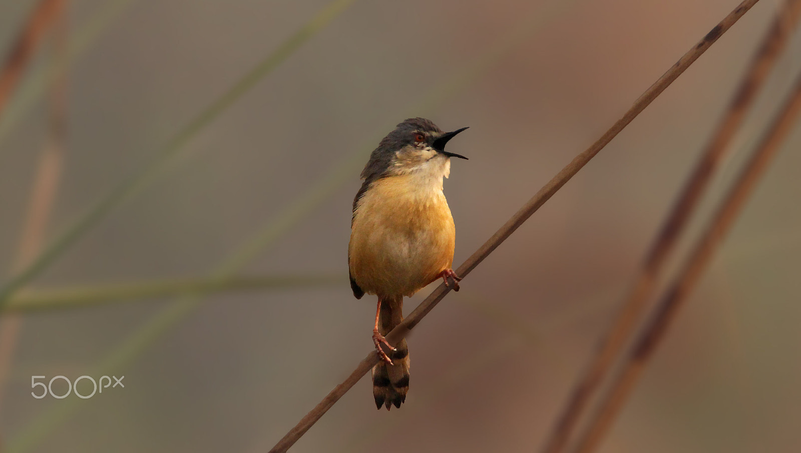 Sigma 150-600mm F5-6.3 DG OS HSM | C sample photo. The singer photography