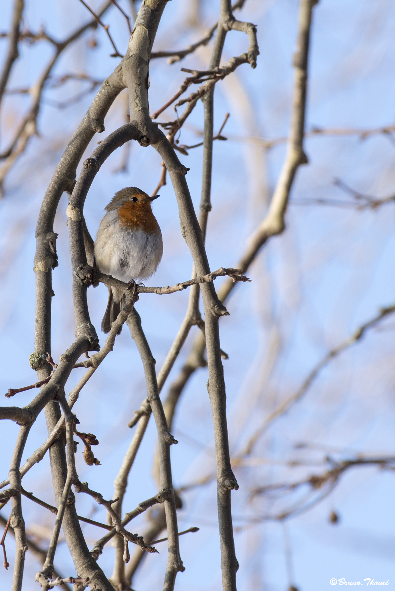 Pentax smc DA* 300mm F4.0 ED (IF) SDM sample photo. Redbreast photography