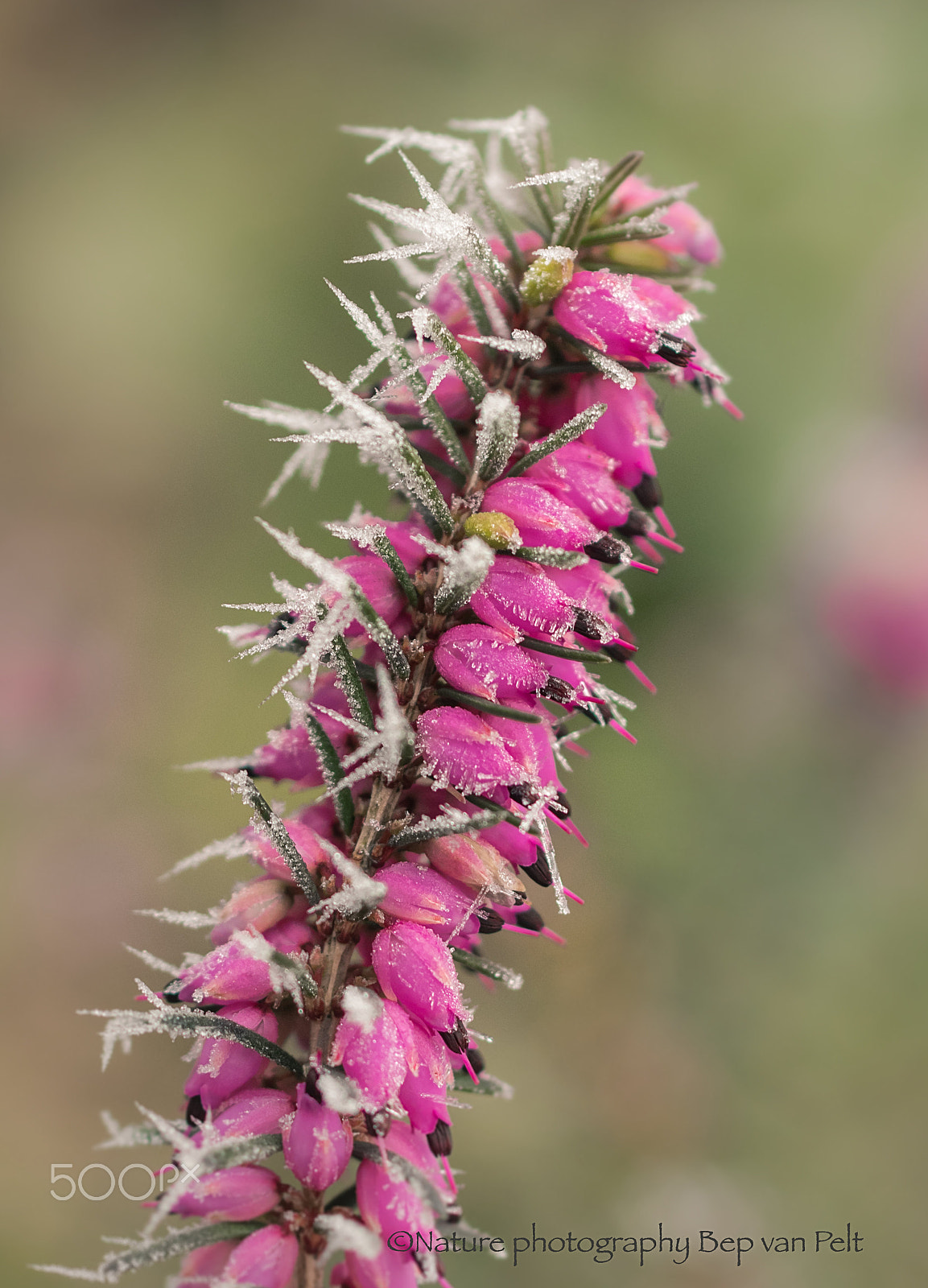 Nikon D500 + Sigma 50mm F2.8 EX DG Macro sample photo. Keep flowering! photography