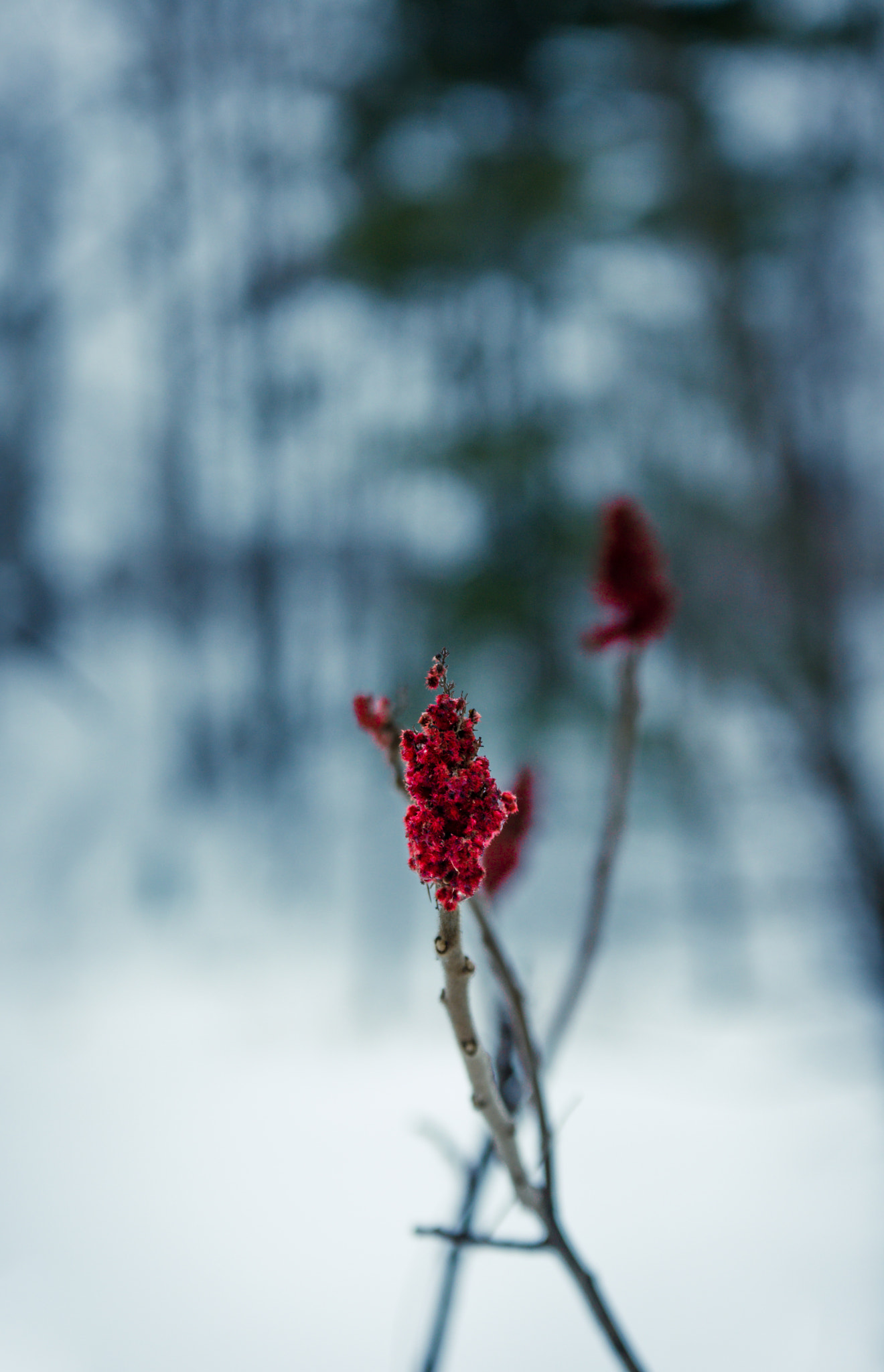 Sigma 70-200mm F2.8 EX DG OS HSM sample photo. Flora photography