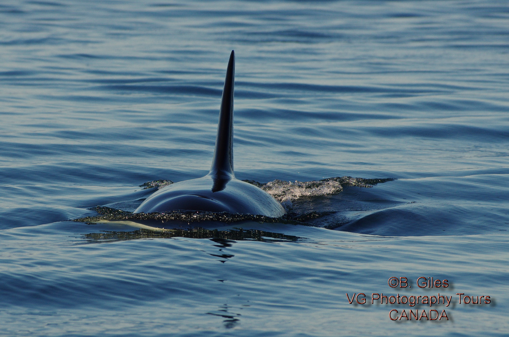 Pentax smc DA* 60-250mm F4.0 ED (IF) SDM sample photo. Coming right at you! photography