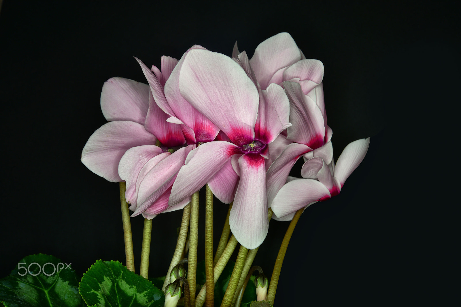 Nikon AF-S Micro-Nikkor 60mm F2.8G ED sample photo. Tavşan kulağı (cyclamen).. photography