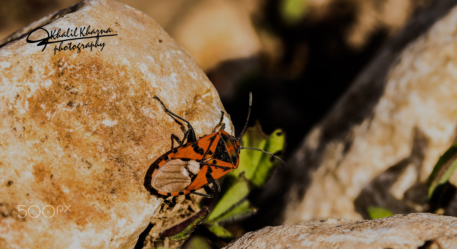 Canon EF-S 60mm F2.8 Macro USM sample photo. Untiteld photography