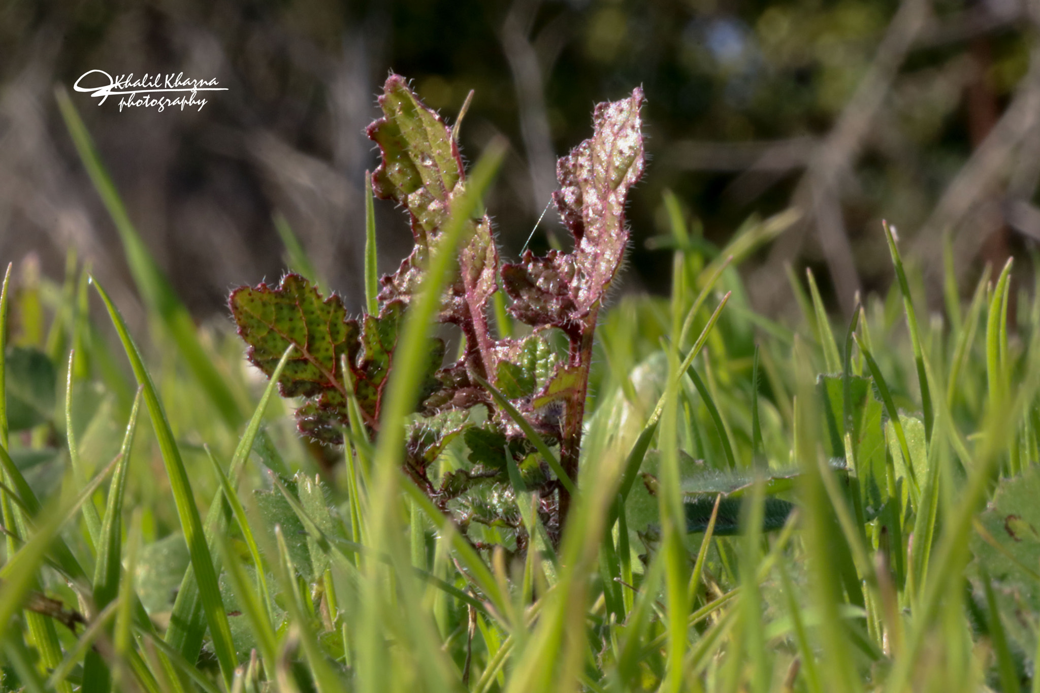 Canon EF-S 60mm F2.8 Macro USM sample photo. Untiteld photography