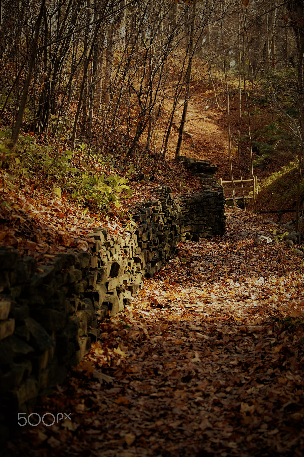 Nikon D40 sample photo. The path to fall photography