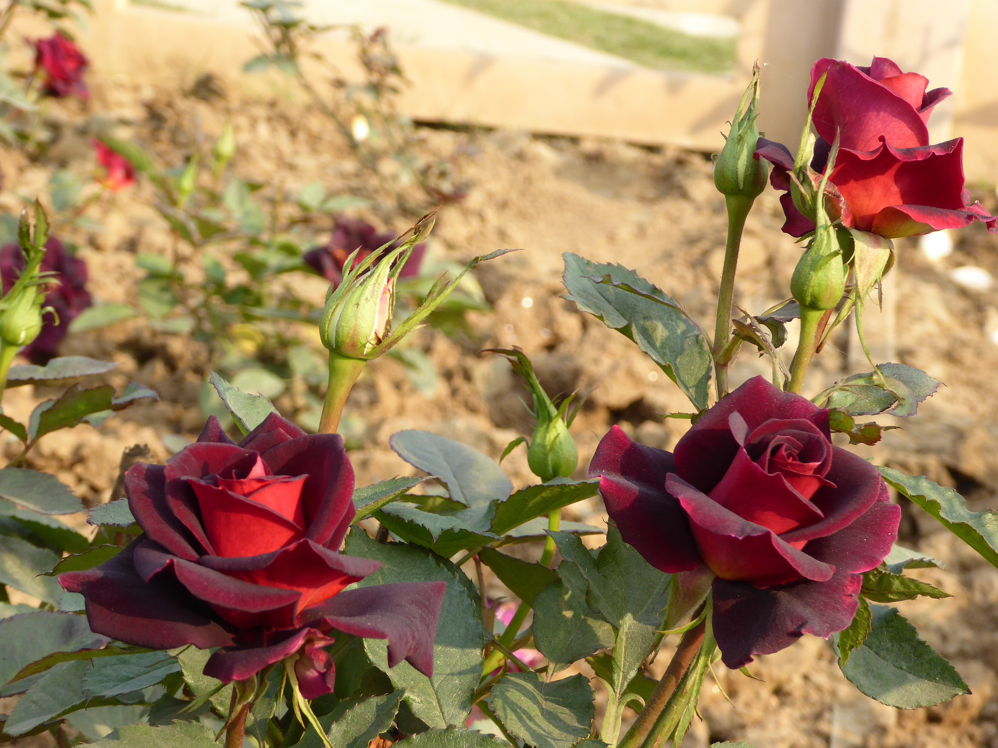 Panasonic Lumix DMC-ZS40 (Lumix DMC-TZ60) sample photo. Black rose photography