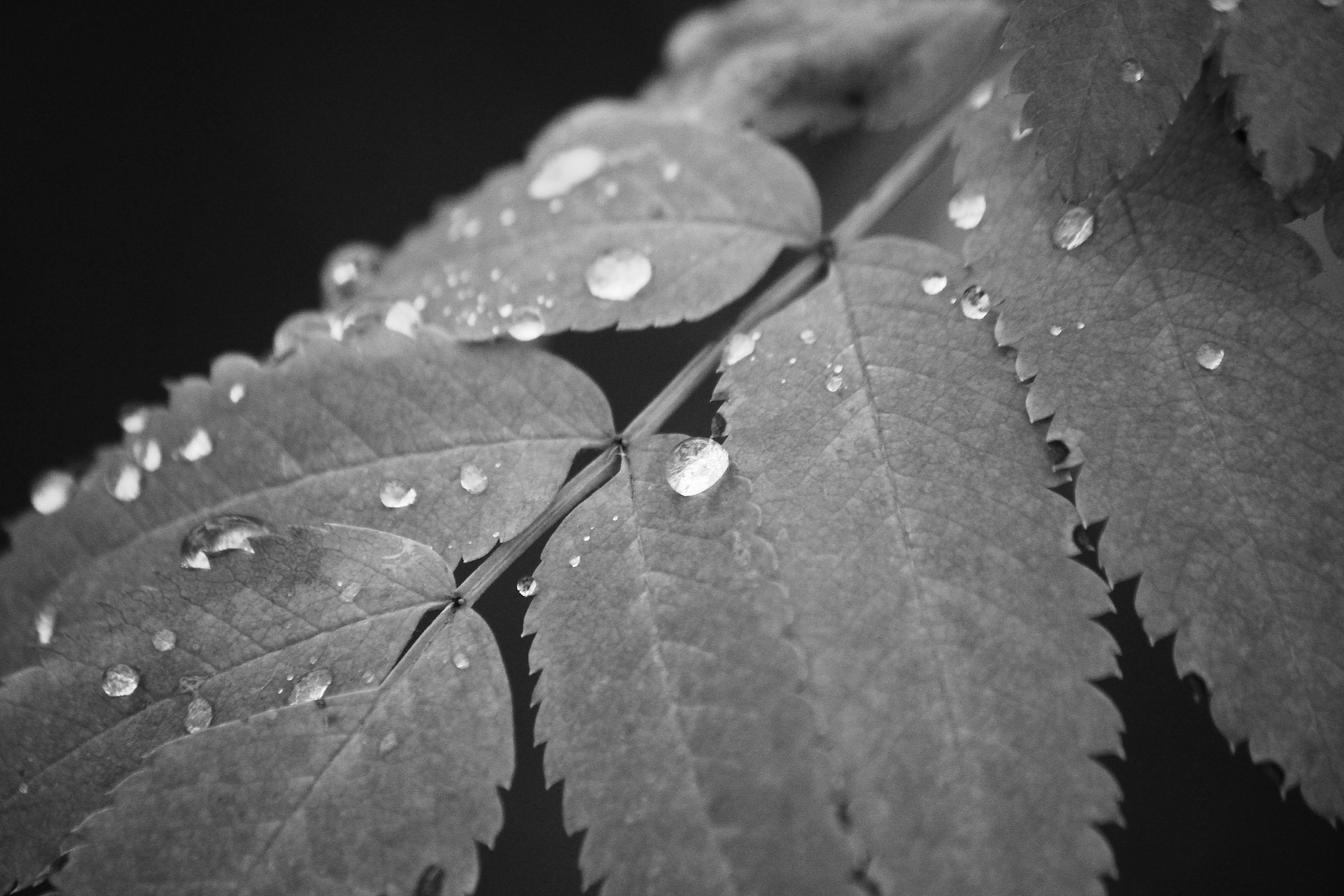Canon EF-S 55-250mm F4-5.6 IS II sample photo. Water drops photography