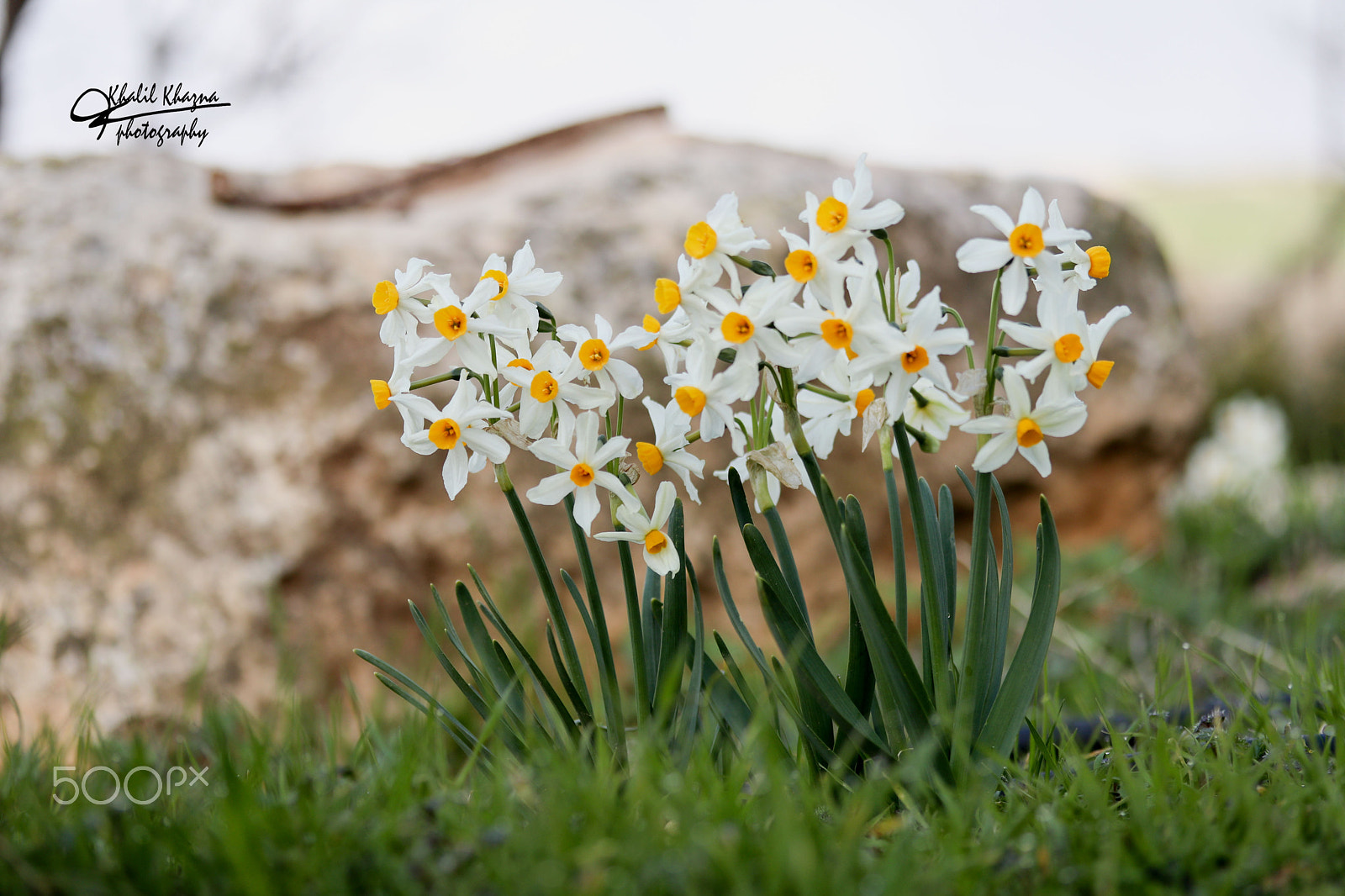 Canon EF-S 60mm F2.8 Macro USM sample photo. Img photography