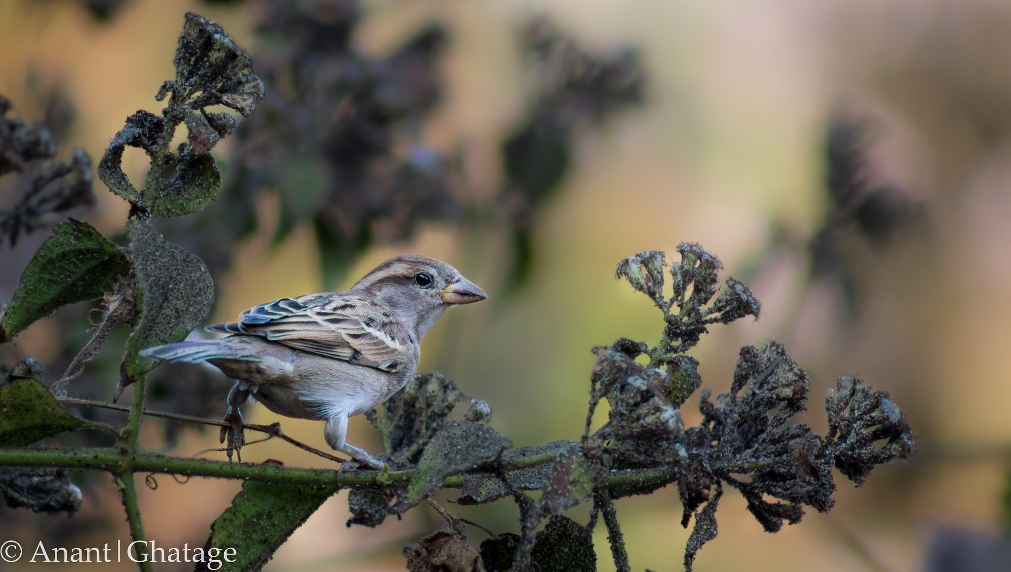 EF75-300mm f/4-5.6 sample photo. Birding! photography