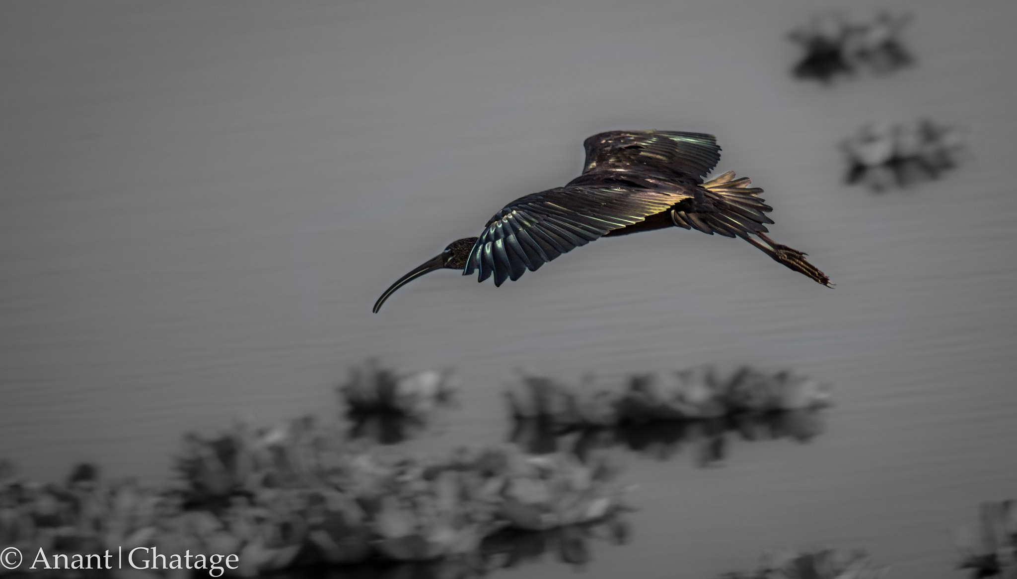 EF75-300mm f/4-5.6 sample photo. Flying low... photography