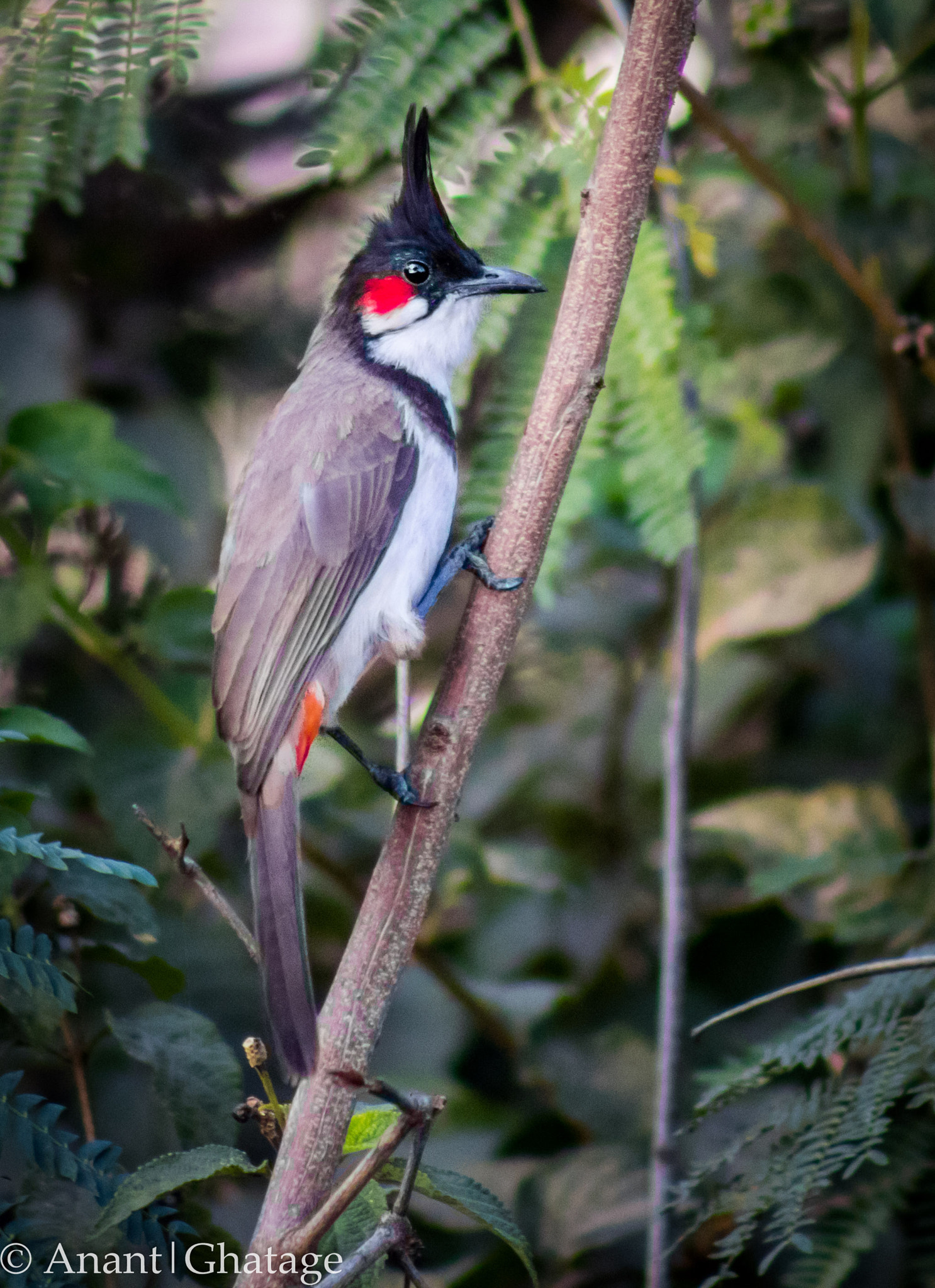 EF75-300mm f/4-5.6 sample photo. Bulbuls!!! photography